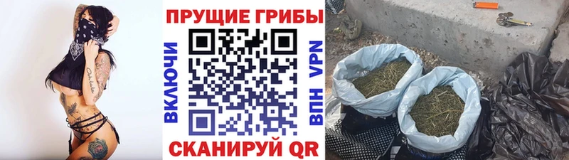 Купить  Вихоревка  Псилоцибиновые грибы прущие грибы 